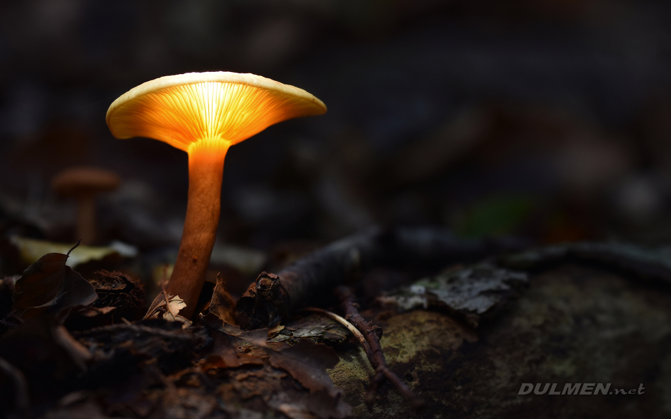 Common roll-rim (Paxillus involutus)